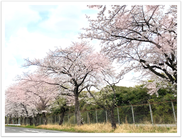 下総さくら公開